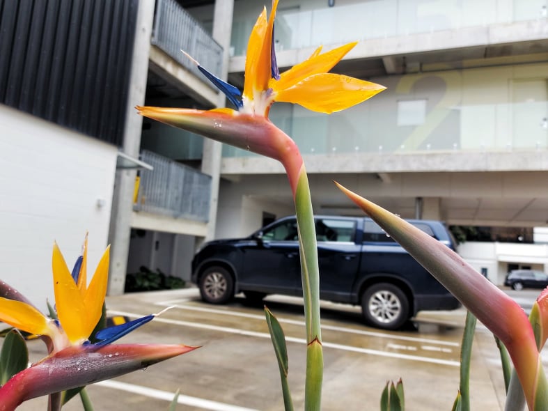 Flowers at The Metrotel